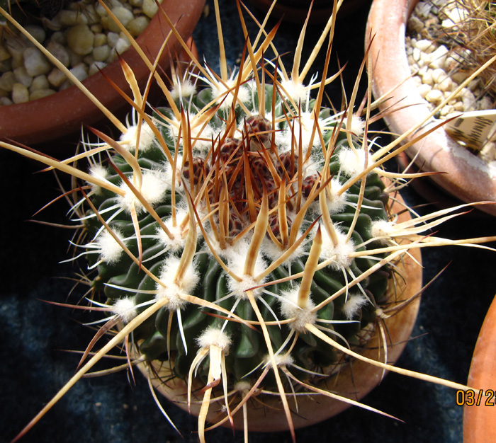 Stenocactus gladiatus